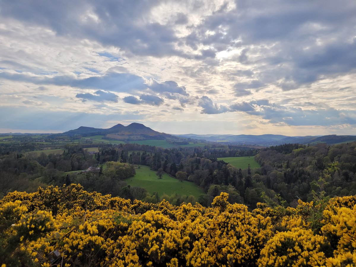 Lemongrass1978's tweet photo. A field of gorse, endless shades of green... this country is just spectacular. #ScottsView #Bemersyde #Melrose https://t.co/plxpCGRNJD