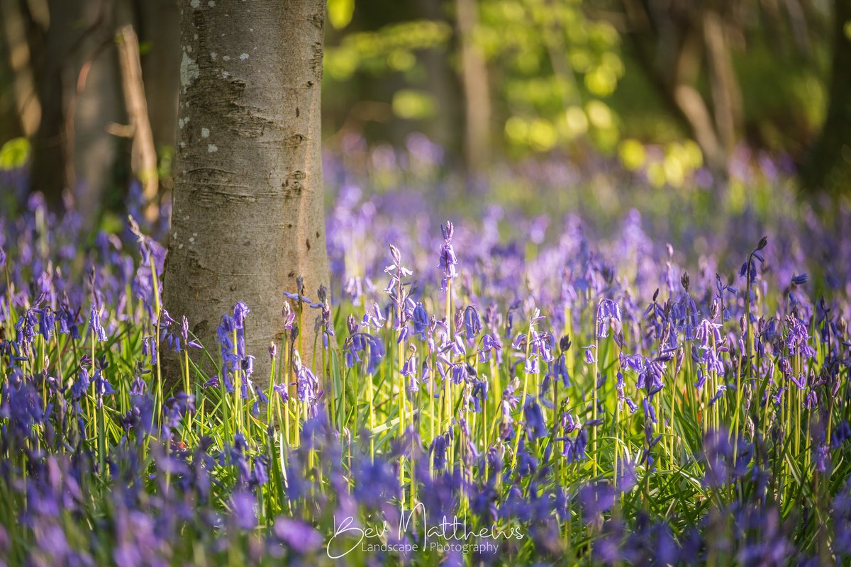 Little more sun on this mornings trip. @bbcweather @BBCSpringwatch @SophiaWeather @itvweather @ITVCharlieP @BBCWthrWatchers @BBCWales @DerekTheWeather @Ruth_ITV #photography #spring #Bluebells #landscapephotography #wales