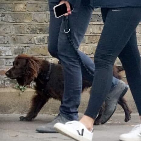 bobbyhiddles's tweet image. 🐶