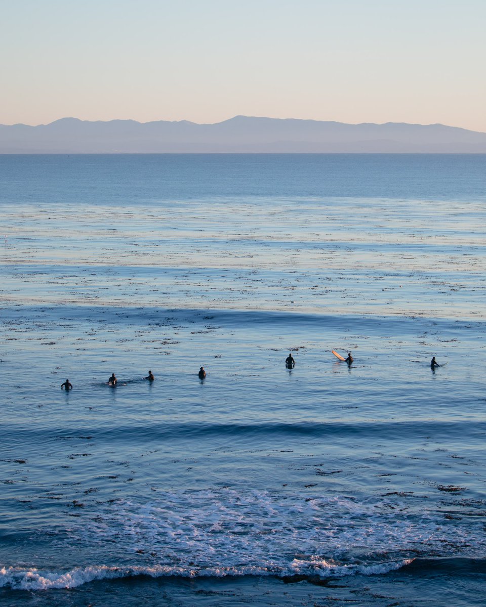 daniel gorostieta tweet media