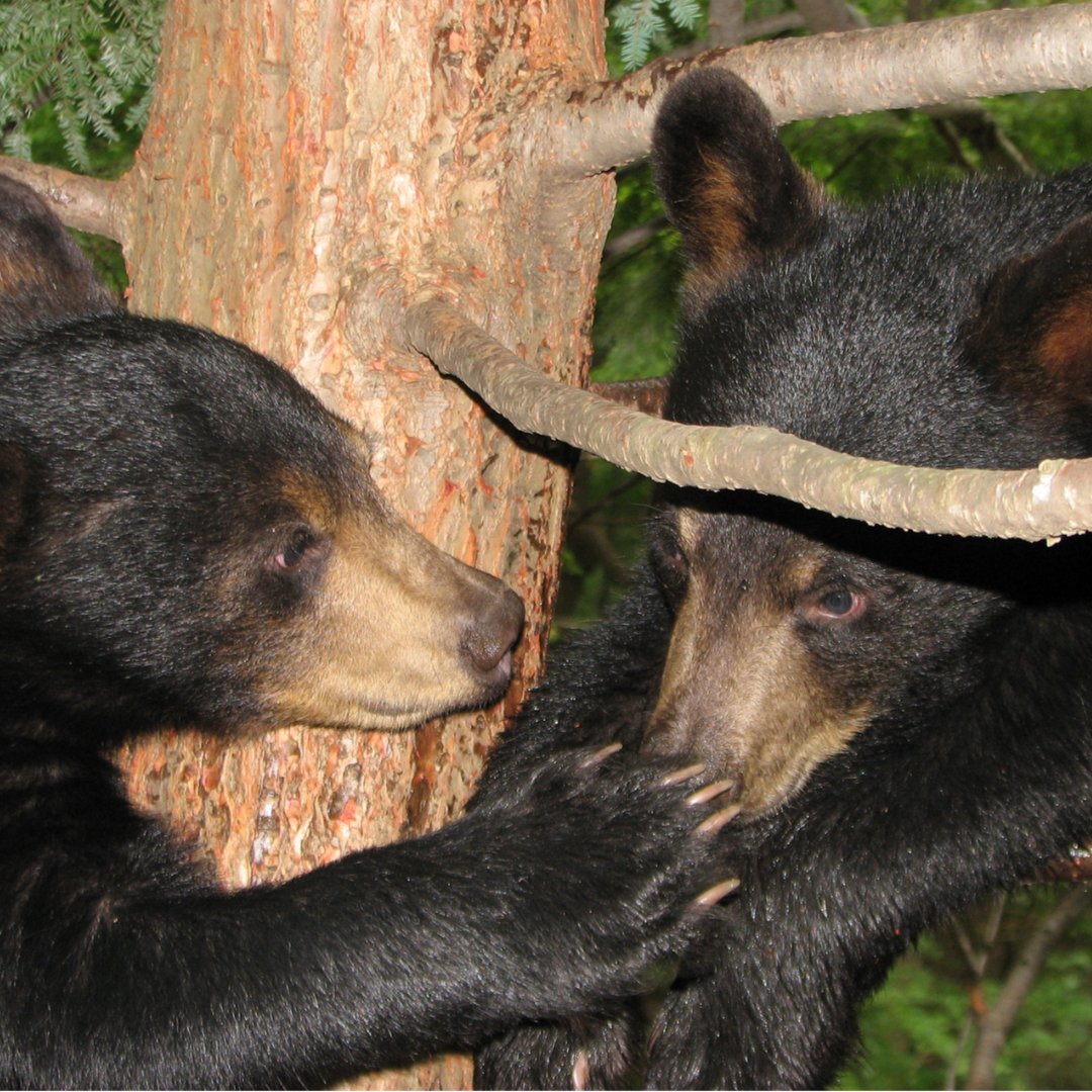 This is a happy story about Texas bears. But it didn't start out that way: bit.ly/WildTexasApr22

🐻