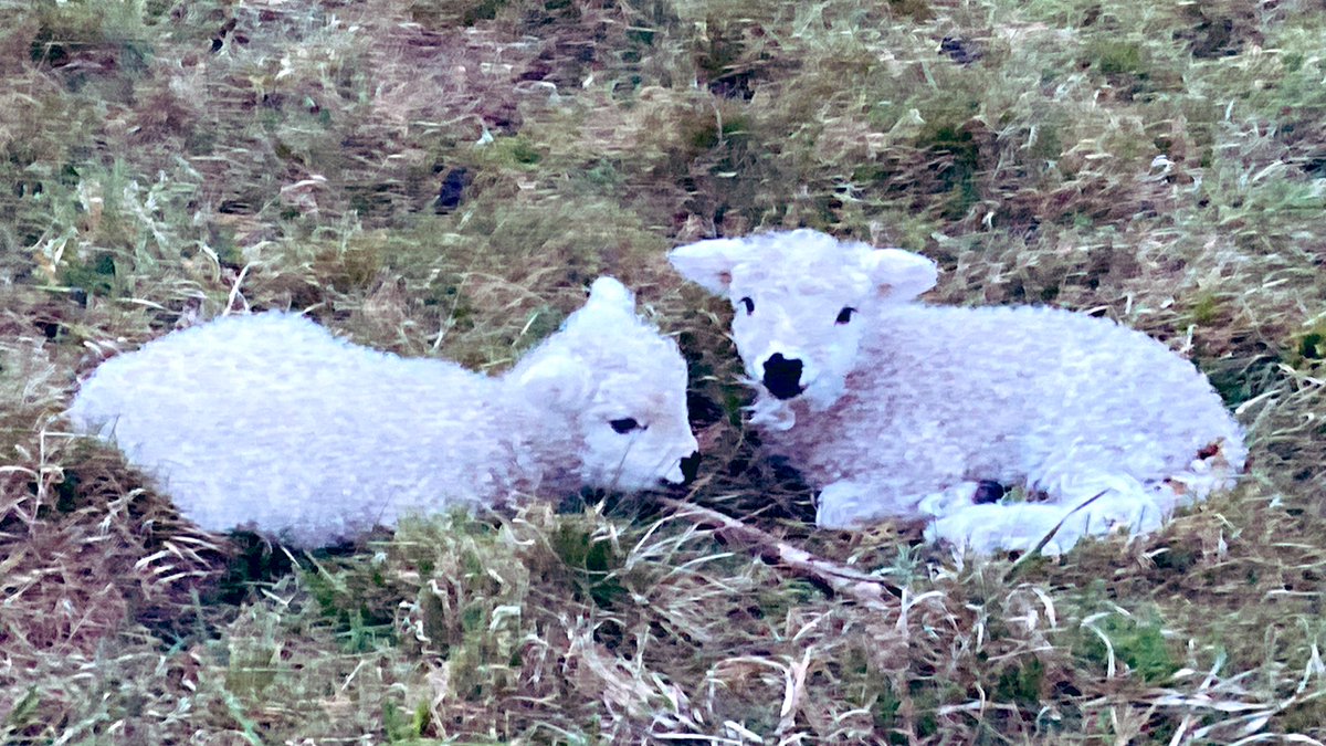 sortedsystems's tweet photo. Too cute not to share. Rare breed grey face Dartmoor lambs. https://t.co/uyDGixzRuj