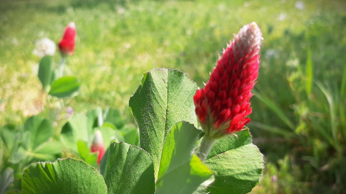 inja5248's tweet photo. #inkarnaatklaver langs de #Pepinusbeek #MiddenLimburg 💚
@FloraNederland  @NatureTodayNL  @FLORONNederland https://t.co/U7xHTwOzOA
