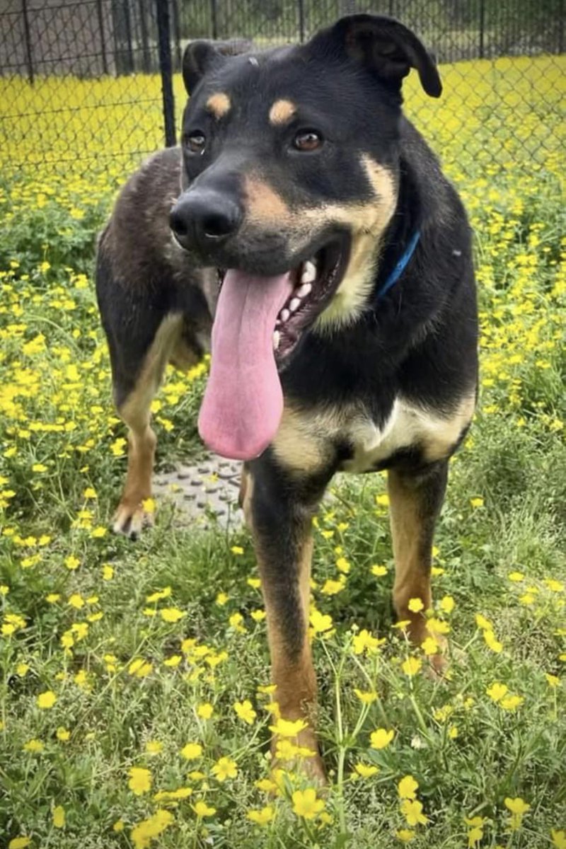 reddogsusie's tweet photo. #TN #MEMPHIS
🆘🆘CODE RED Cowboy Danin 2yo Still waiting for help! This sweet boy is kennel stressed but once out of kennel he did great in playgroups & volunteers say he’s a super dog! Pls help before his time runs out! #MASA12394 #ADOPT #PLEDGE #RESCUE #FOSTER https://t.co/SfxZyyWg30