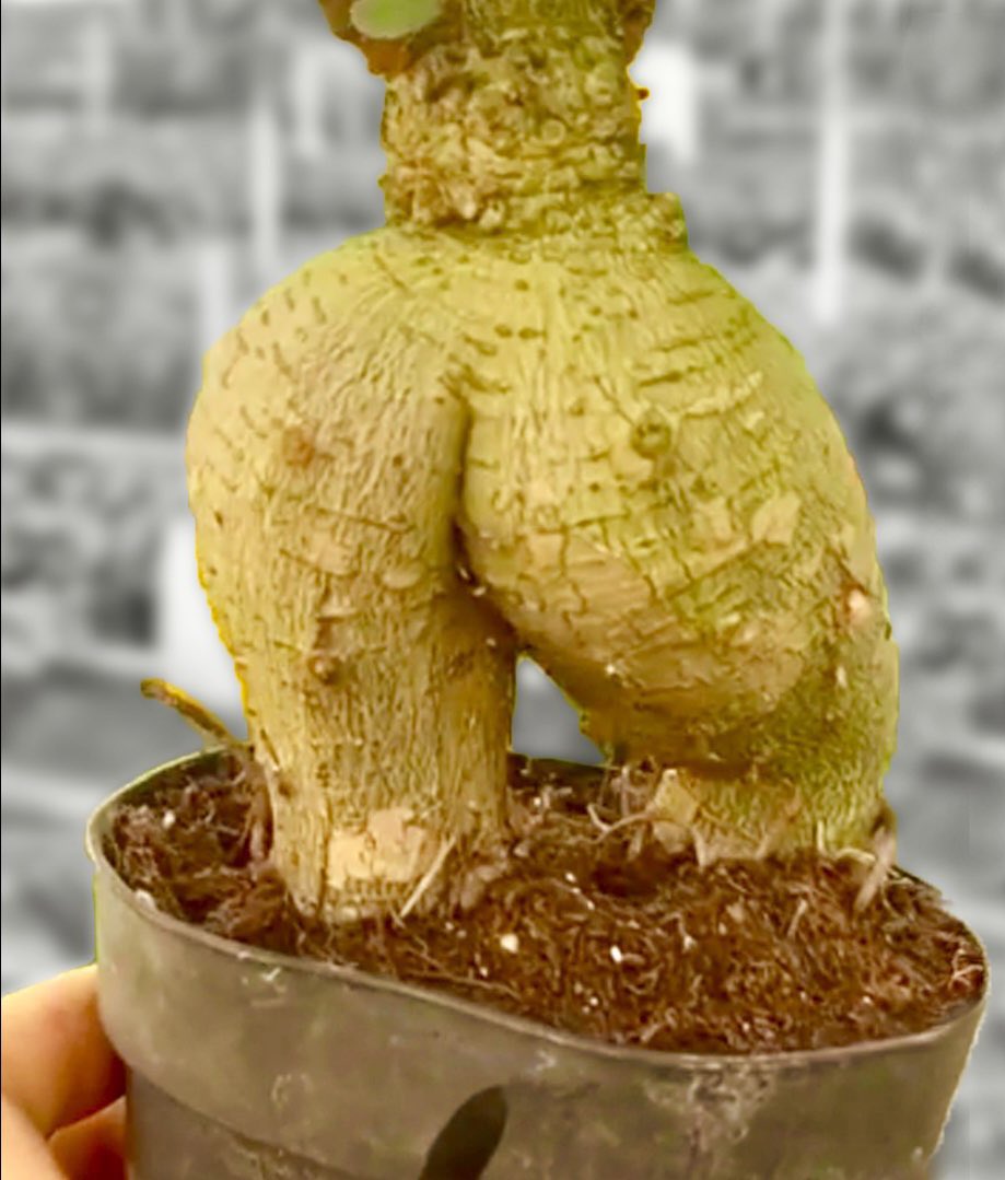 YouTube is taking a suspiciously long time to examine this bare butt Bonsai tree...