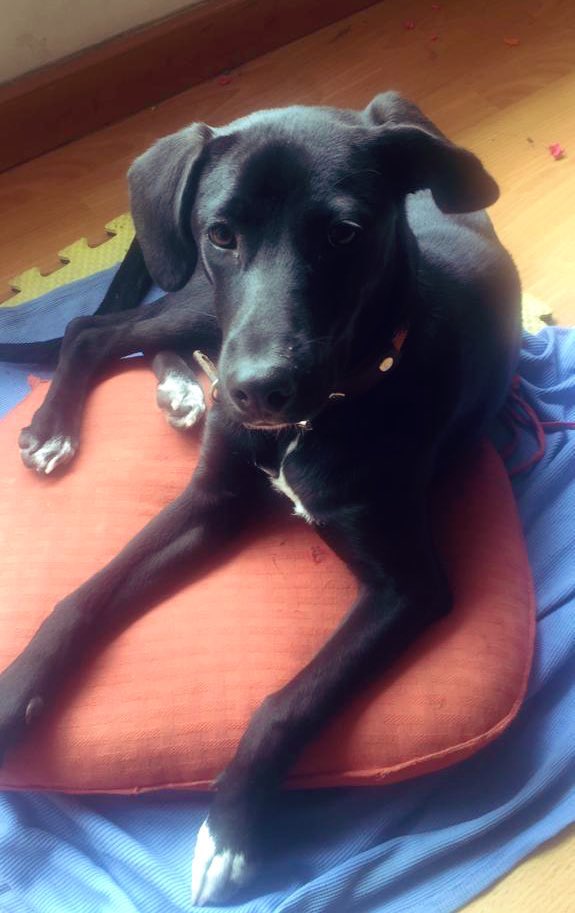 IvanNavaMx's tweet photo. Adoptan para abandonar, esta señora fue quien adoptó a Lalo meses atras y despues nos lo regresó, después adoptó a otra perrita y esto es lo que esta pasando ahora. 

Mi pregunta es;

¿Si llegas a tener un accidente buscas la forma de deshacerte de tu hijo? #RT 🙏🏻🐾 https://t.co/QZZqUn4FMl