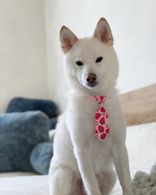 1 pic. my berry handsome boy Mika in his berry cute new tie🍓 https://t.co/gQw3BVsPuy