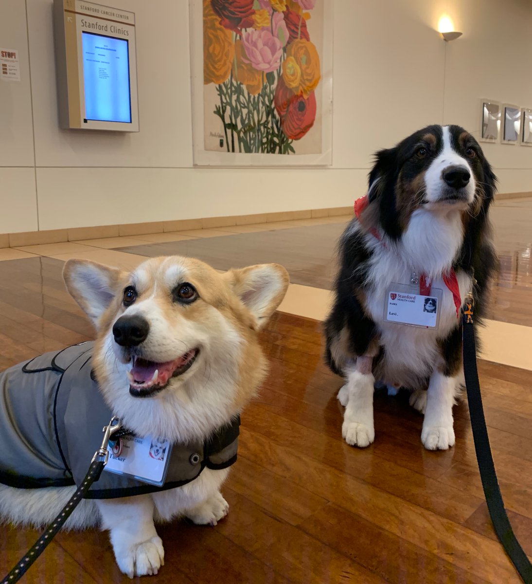 The dog lover in me could not pass up the chance to thank our therapy dogs along with their dedicated handlers who volunteer their time and compassion to brighten up our lives! #nationaltherapyanimalday