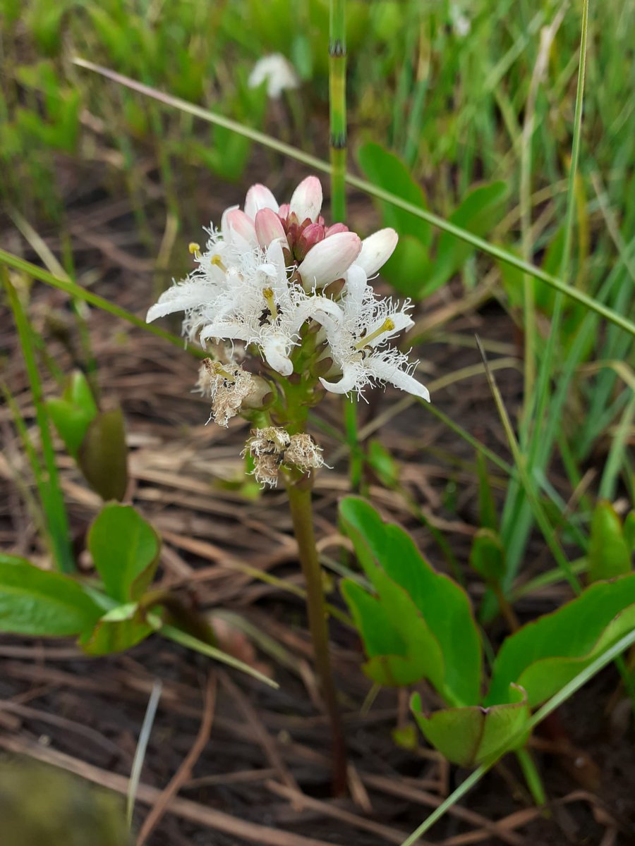Eentje die opvalt, waterdrieblad. #staatsbosbeheer #Fryslân #wijnjewoude