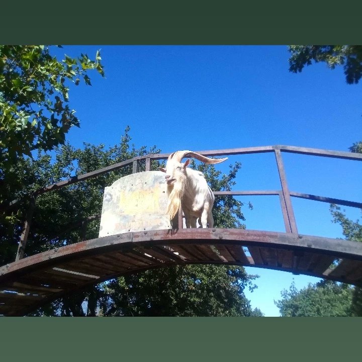 CapeToGrape's tweet photo. The Saanen Goats @FairviewWine is always a pleasure to visit! #capetograpewinetours #winefarms #paarl #winetasting #cheesetasting @visitpaarl @paarlwineroute @SATravelTrade @CapeTownTourism @CapeTownEtc https://t.co/xpVaTxPt0e