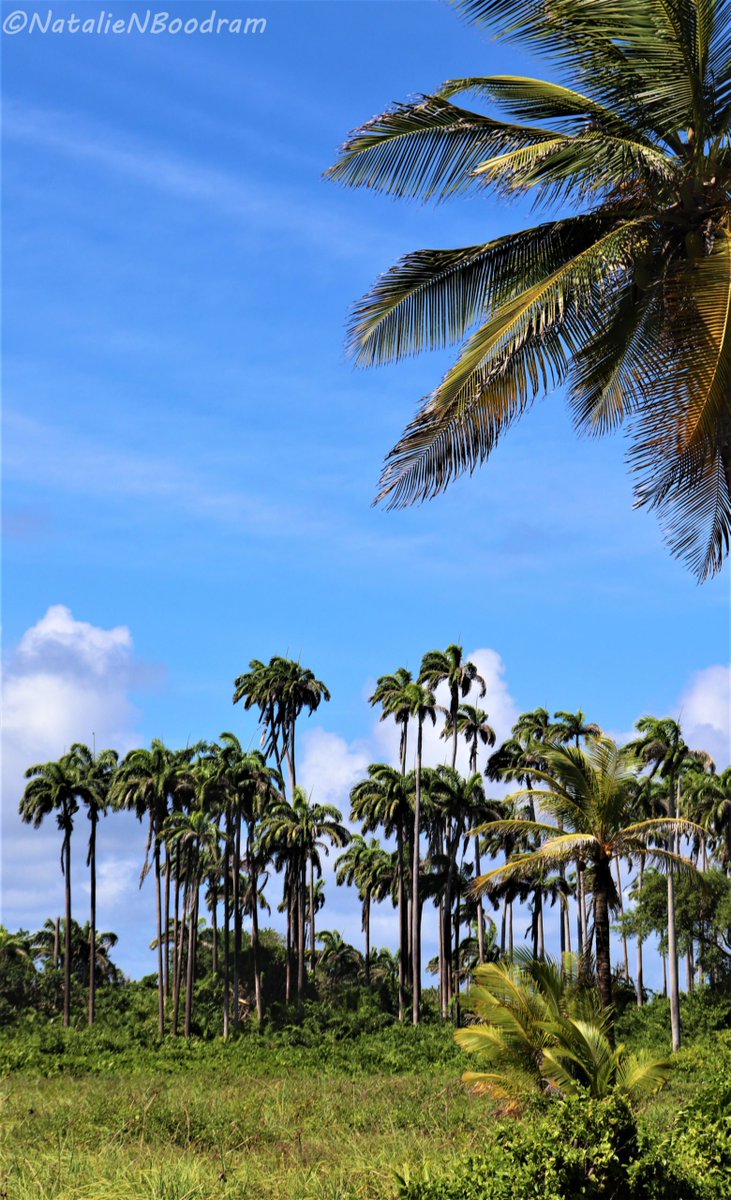 CANARICaribbean's tweet image. ❗EXTENDED deadline for Business Cluster Development Consultant under #ExperienceNariva project: May 11, 2022 

📌REVISED TORs: bit.ly/3vTf33x 

➡Project: bit.ly/3kRo0pa

📸Natalie Boodram

#IDBLab #ecotourism #NarivaSwamp #CANARICaribbean #TrinidadandTobago