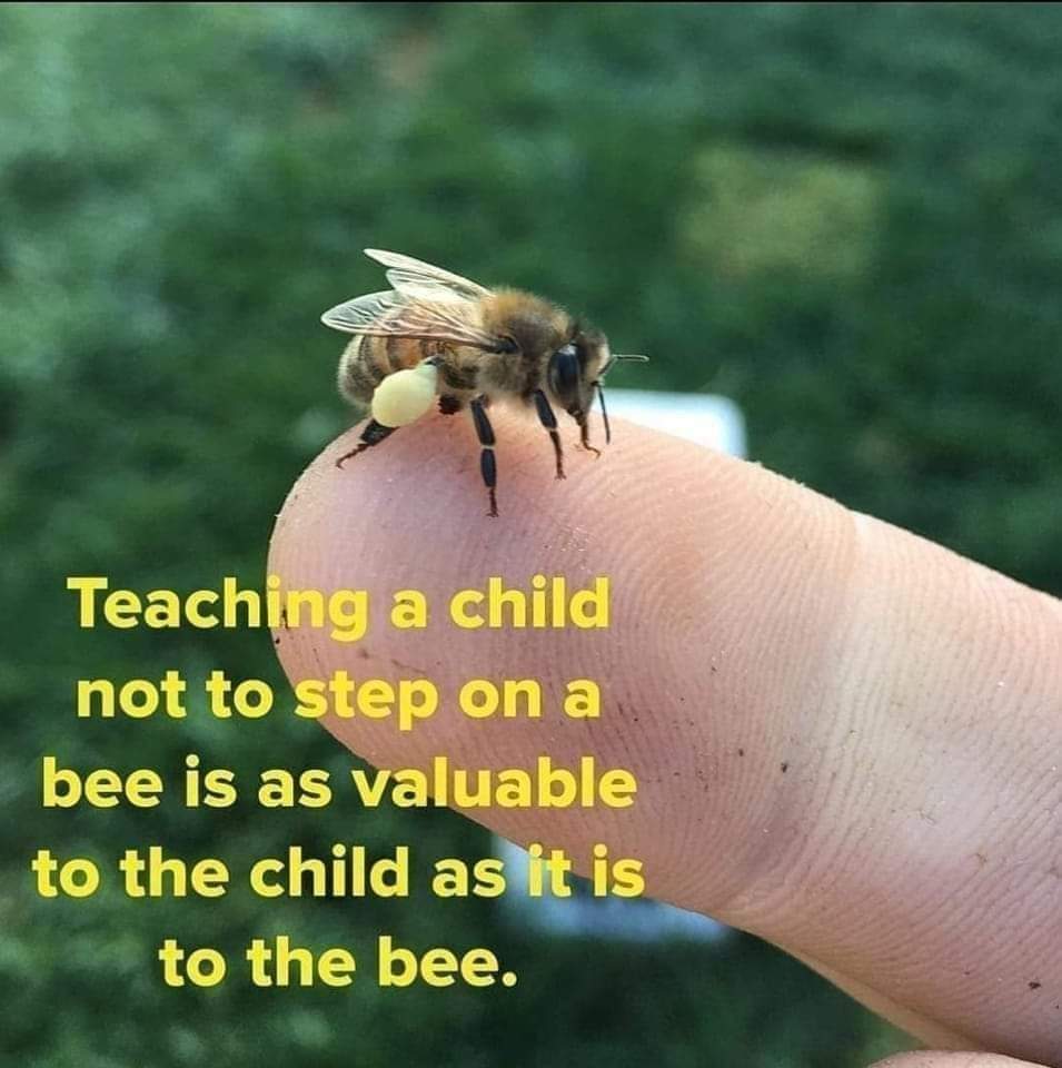 eve_bees's tweet photo. #savethebees #MHHSBD #respect #insects #pollinators #FridayThoughts https://t.co/zvUBweyBcR