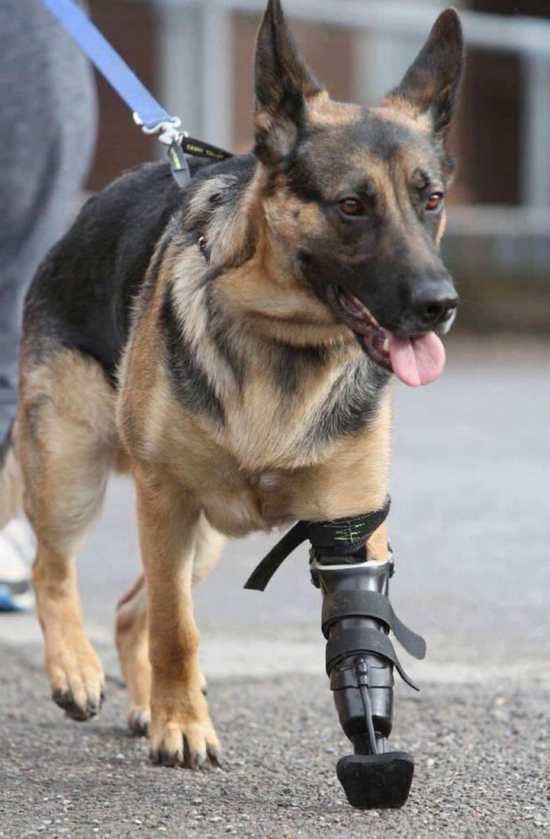 mk21dog's tweet image. This german-shepherd is a true hero and deserves endless retweets 👍
