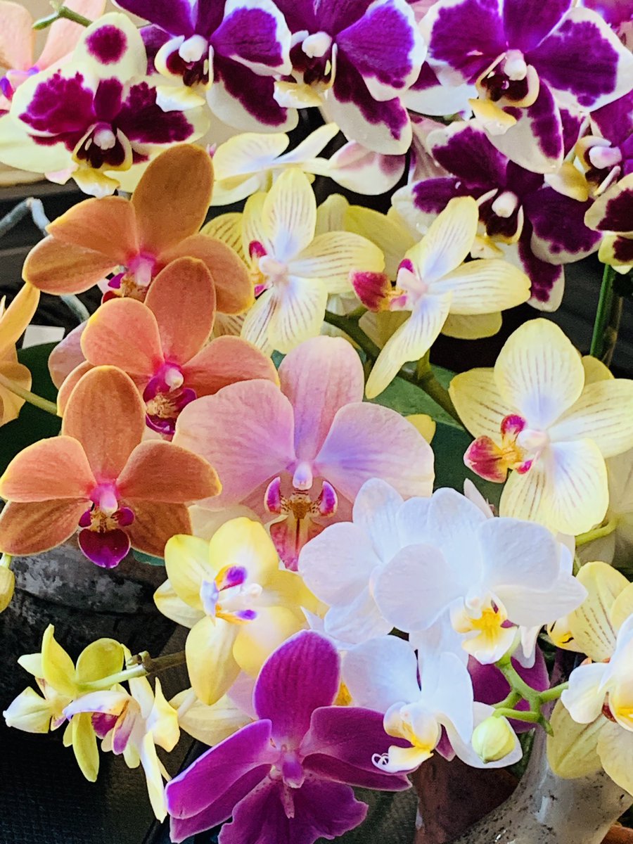 orchids_s's tweet photo. 今年も色とりどりに咲きました。
#orchid #orchids #phal https://t.co/AFirt2VU1H