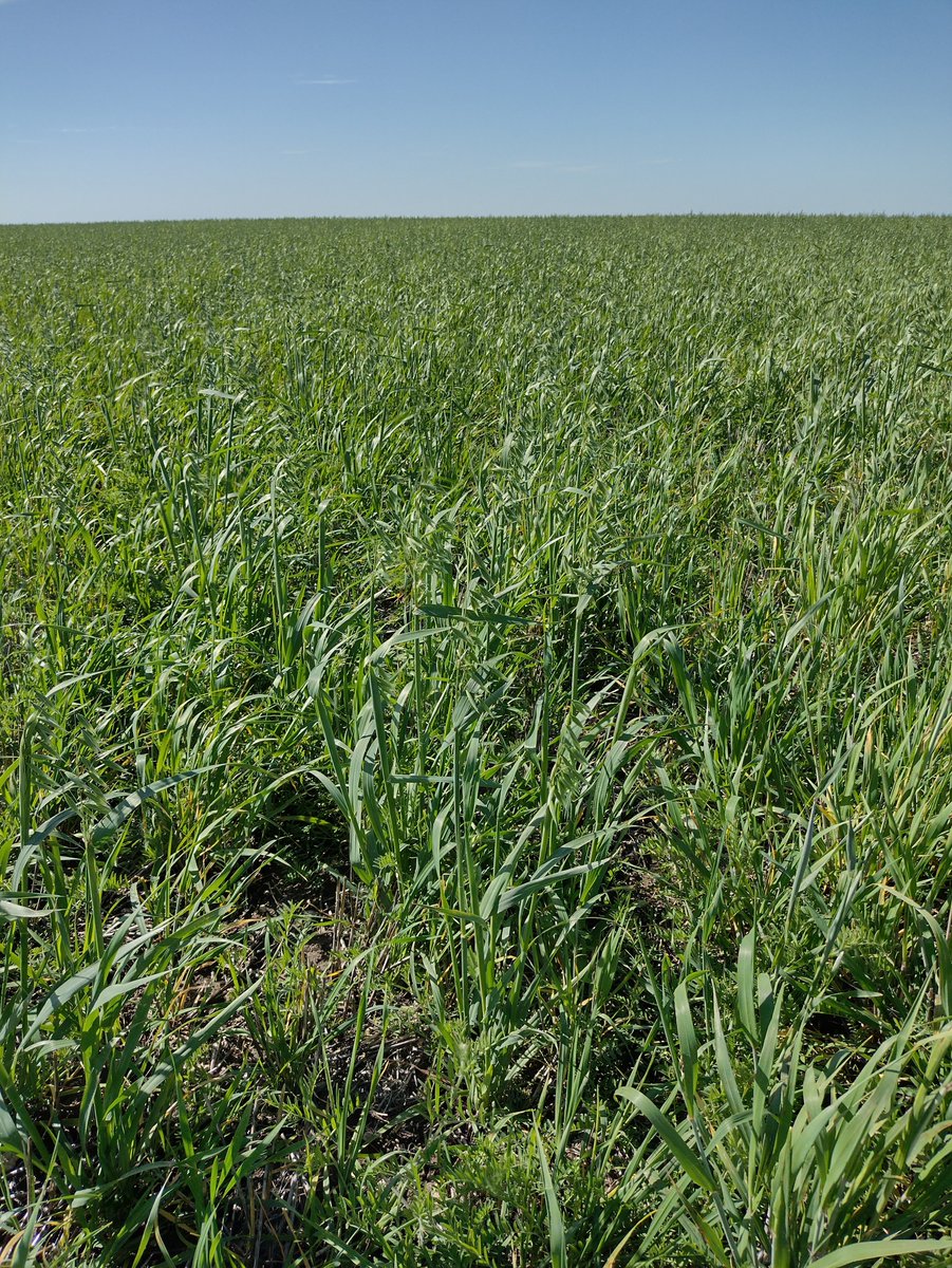 Cultivos de cobertura entre las toscas, mejorando nuestros suelos 🌻🌾La Dulce
