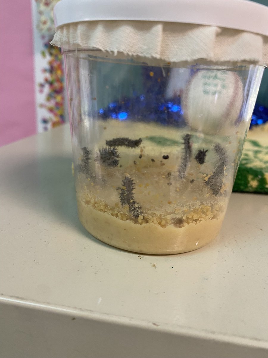 MrsDavisSBE2's tweet photo. It’s been so amazing to watch the life cycle of the butterfly in our classroom! #SBEbrightfutures 🐛🦋 https://t.co/Wqk7pJ3Brq