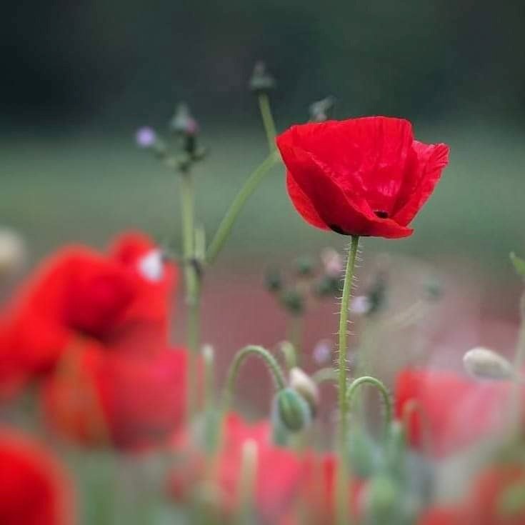 joselop44's tweet photo. Entre todas,
 tú
y un abismo de soledad. 

José Luis López Recio 
#JLRquotes
#amapolas #primave https://t.co/vGBYAJ3tAE
