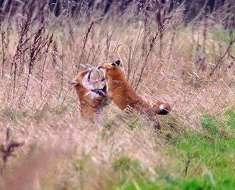 ArroJoanne's tweet photo. Wildlife of Melton Fields #FoxOfTheDay fox cubs play fighting soon to have their habitat concreted over by @Wykeland to build huge @AmazonUK warehouse permission granted by @East_Riding shame on them. Habitat destroyed so people can buy ‘stuff’ they don’t need and get it quicker https://t.co/H0MkXWiPPZ