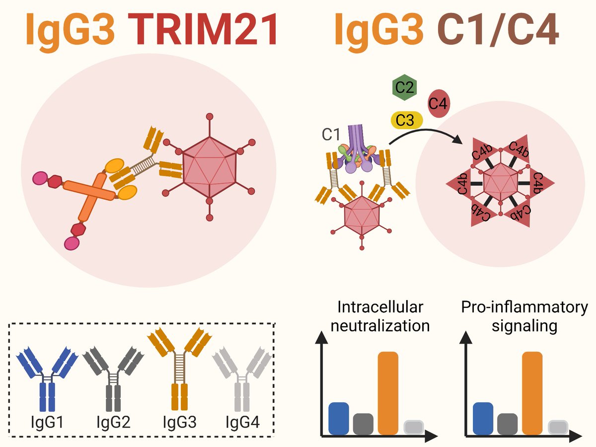 IgG3’s hinge packs a punch! 🥊
We are excited to share our latest work published in <a href="/SciImmunology/">Science Immunology</a>, based on a very fruitful collaboration with the lab of Leo James at @MRC_LMB. @RCN_Norway @helsesorost <a href="/UniOslo_MED/">UiO - Det medisinske fakultet</a> <a href="/Oslounivsykehus/">Oslounivsykehus</a> @UiO_LifeSci

science.org/doi/10.1126/sc…