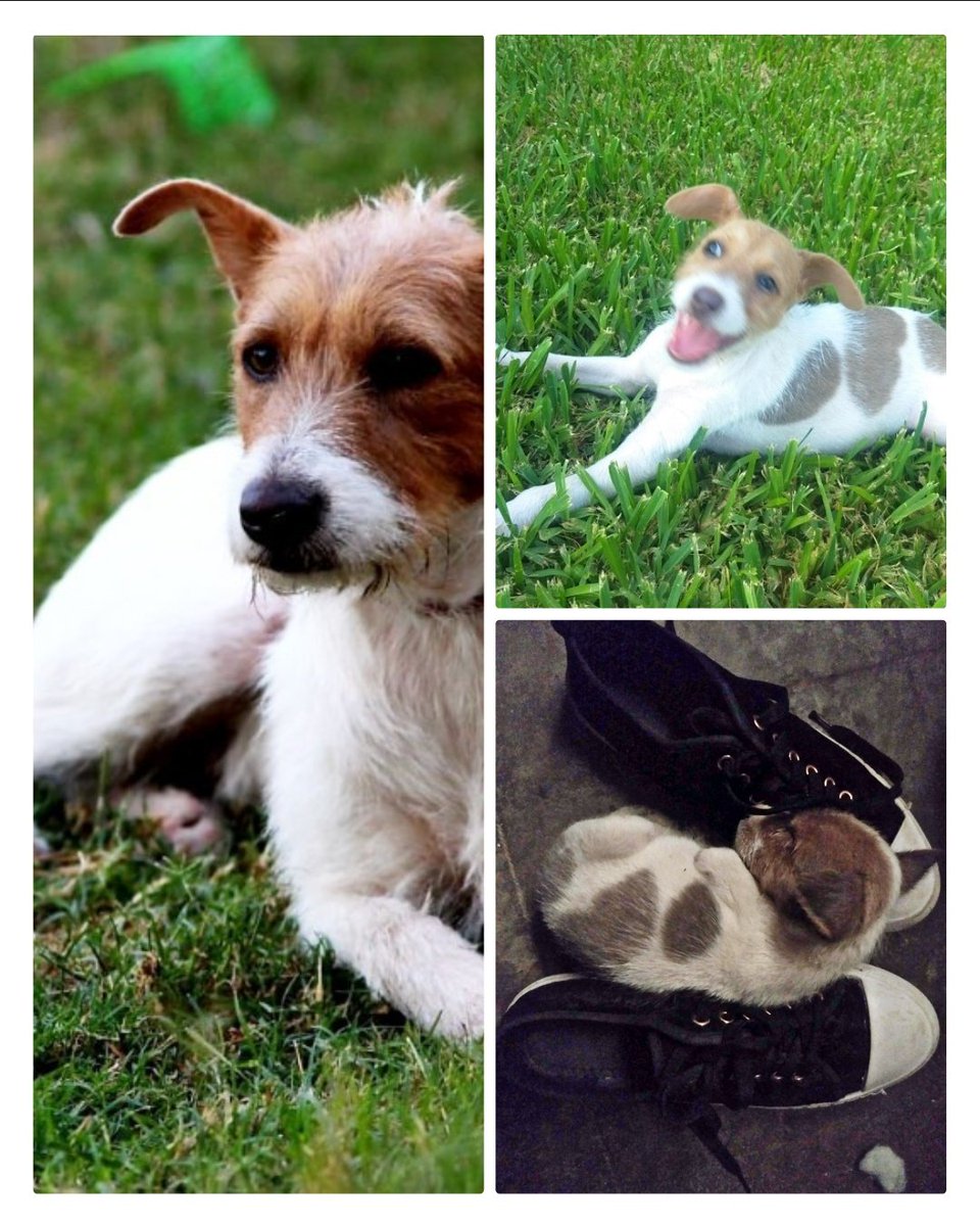majojesal's tweet photo. Mi Tiny que amo tanto 🥰#lovedogs #dogs #mascotas #pets https://t.co/keq1kDep4Q
