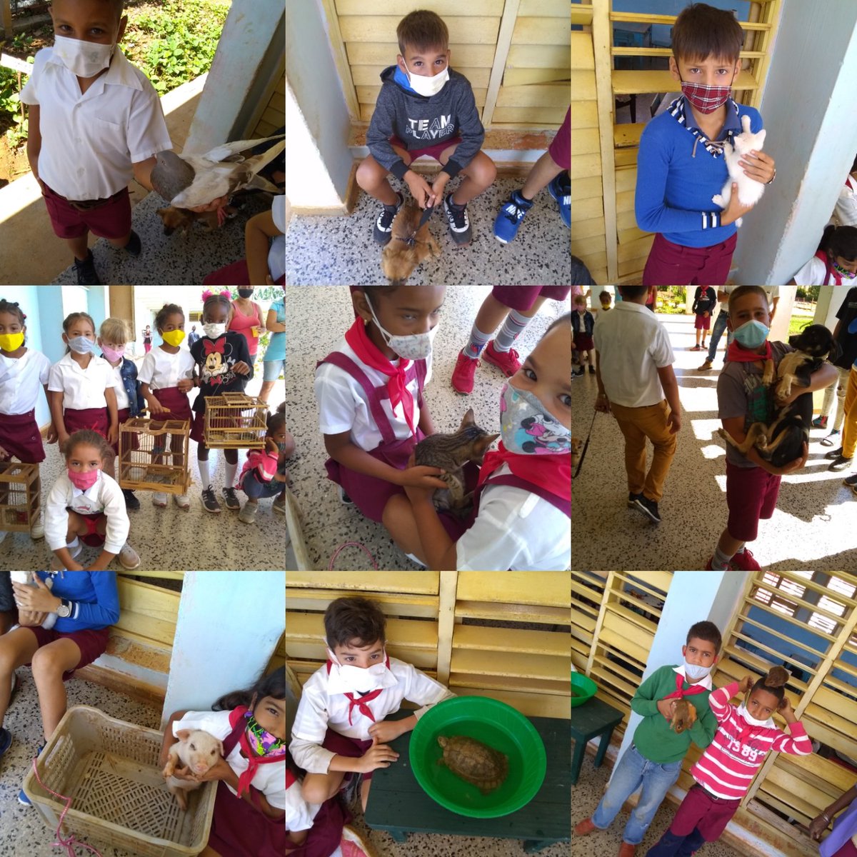 SegundoGuines's tweet photo. En la tarde de hoy realizamos en Nuesto Centro educacional una bella exposición sobre el cuidado y protección de las mascotas ,donde participaron diferentes grados desde la Enseñanza Infantil hasta 9 no grado. 
#CubaMined
#NoAlMaltratoAnimal
#VamosConTodo https://t.co/k5yJhjxPF7