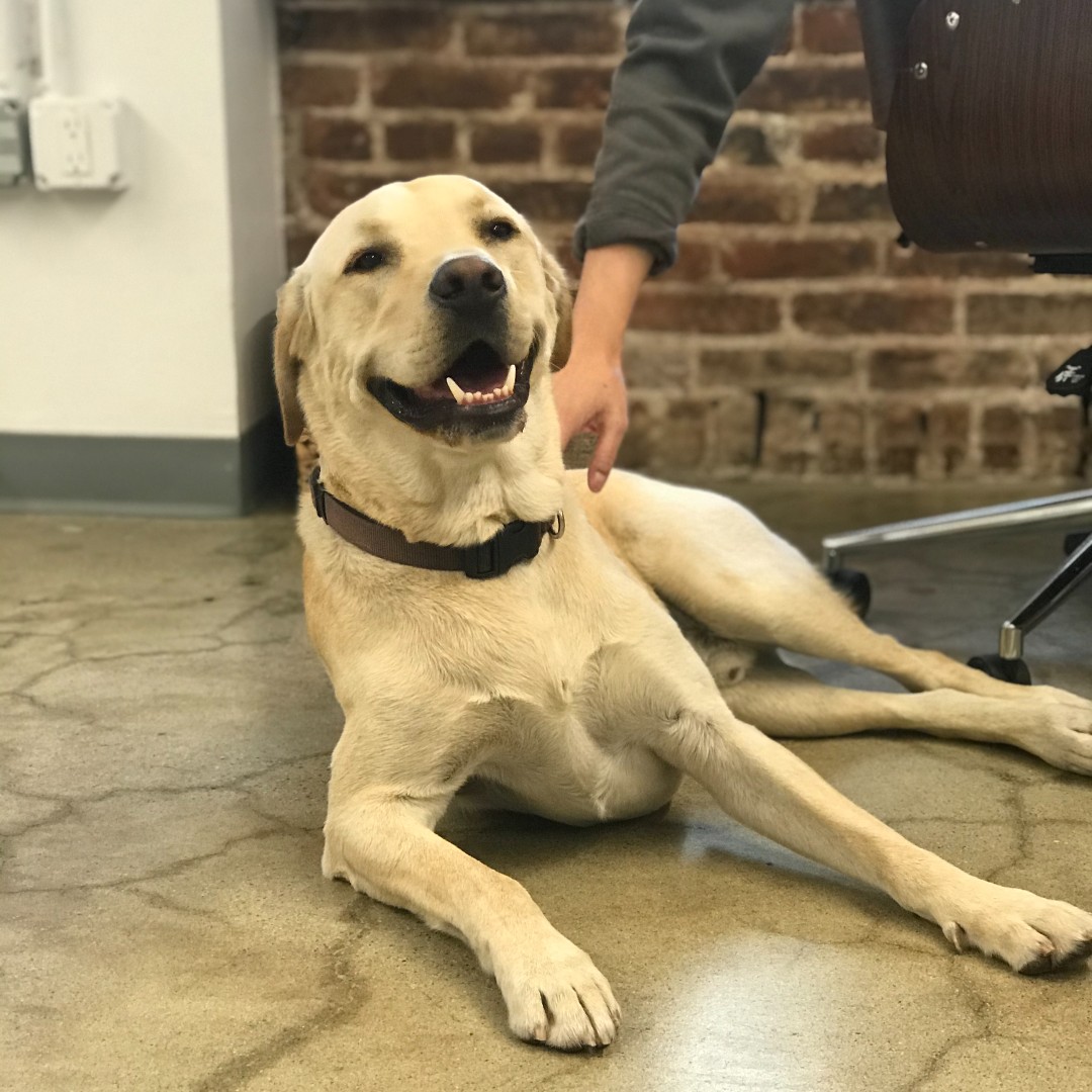 ctrlcollective's tweet photo. It's gonna be May, members! April Dog of the Month Doris has passed the bone to….. Telly! You can always catch Telly boy next to the pods. 🐾
Don’t forget to give Telly some love, and enjoy May! ❤️🐶
#ctrlcollective #coworking #pasadena #dogsofinstagram #dogphotography #may https://t.co/lRmfls3Azu