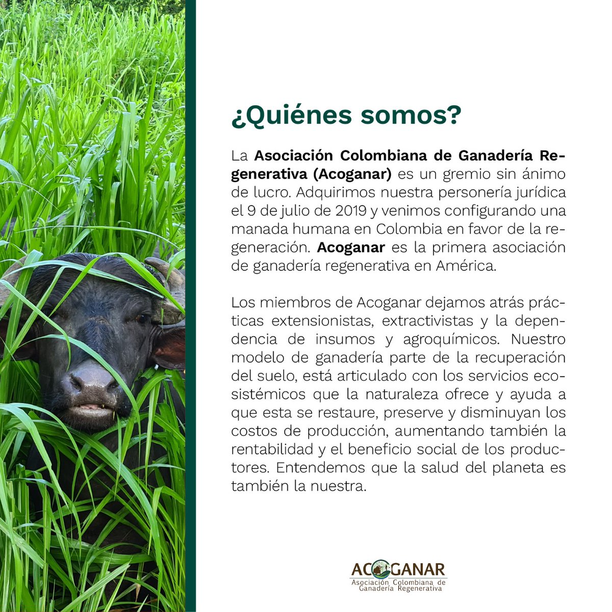 Asociación Colombiana de Ganadería Regenerativa tweet media