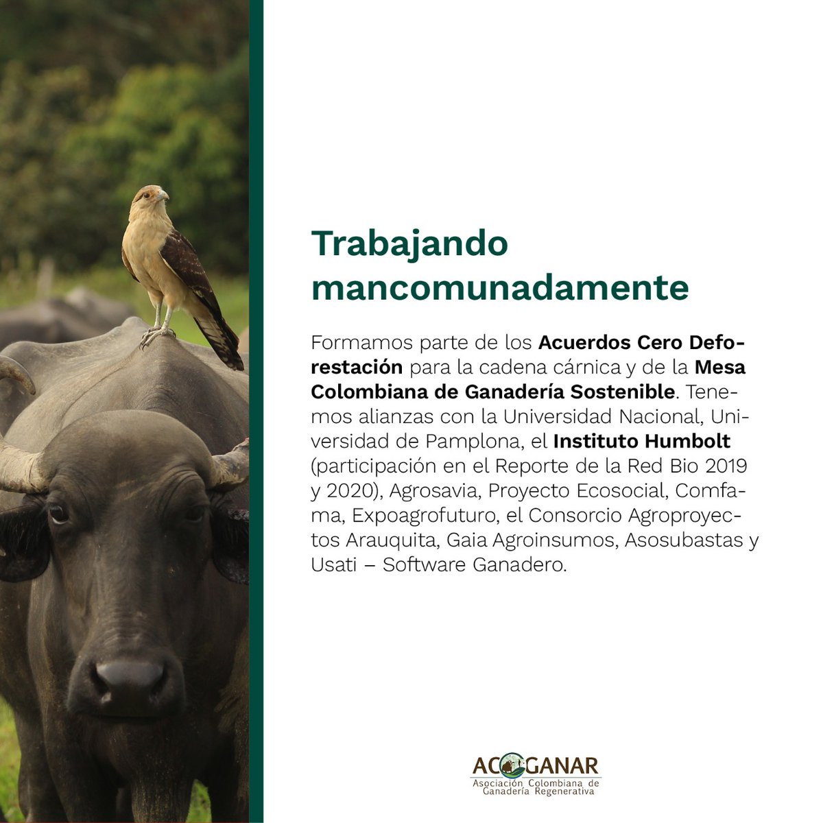 Asociación Colombiana de Ganadería Regenerativa tweet media