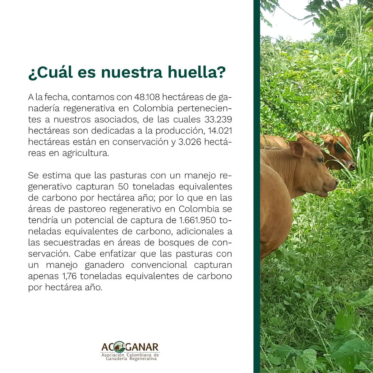 Asociación Colombiana de Ganadería Regenerativa tweet media