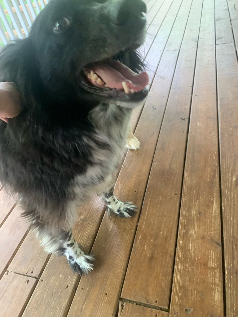 MaryPhoenixM's tweet photo. @joeimel Found in Drakesboro area this morning. DM if this sweet girl looks familiar! 💙 https://t.co/tPhbtvjycj