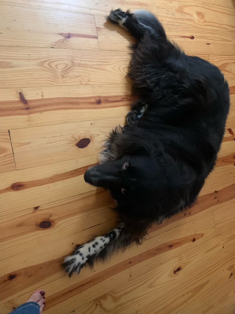MaryPhoenixM's tweet photo. @joeimel Found in Drakesboro area this morning. DM if this sweet girl looks familiar! 💙 https://t.co/tPhbtvjycj