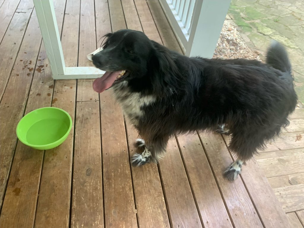 MaryPhoenixM's tweet photo. @joeimel Found in Drakesboro area this morning. DM if this sweet girl looks familiar! 💙 https://t.co/tPhbtvjycj