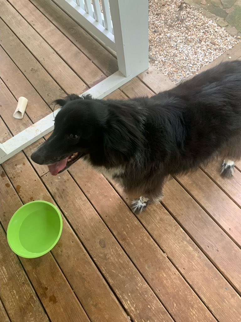MaryPhoenixM's tweet photo. @joeimel Found in Drakesboro area this morning. DM if this sweet girl looks familiar! 💙 https://t.co/tPhbtvjycj
