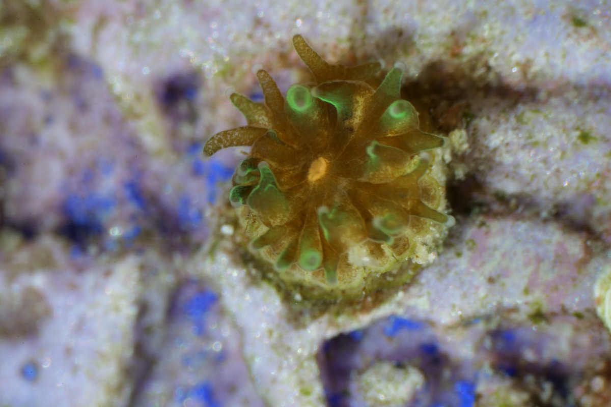 CoralSci's tweet photo. Our first baby coral check-in of the spring and it's BABY PILLAR CORAL🏦🤩 https://t.co/qTiMaOZ6wK