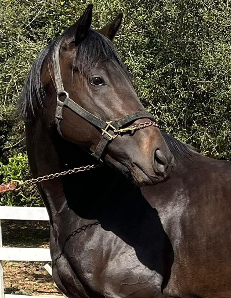 Lisa Bernard Racing Stables & Sport Horses (@lbracingstables) / Posts / X