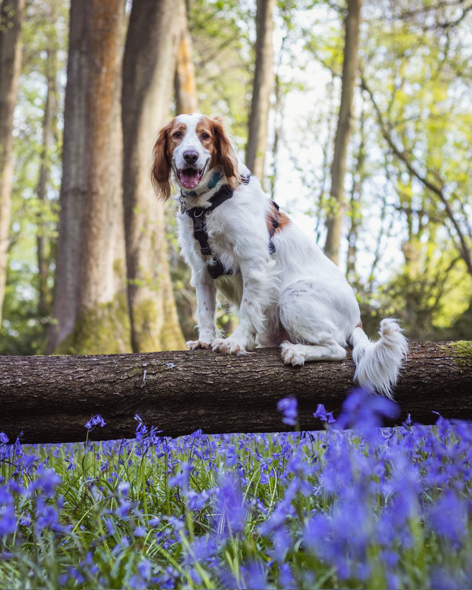 madmaxwcs's tweet photo. Dog on a log 💜
.
.
.
.
.
.
.
#bluebells #bluebellwood #dogsinbluebells #dogsonadventures #spaniellove #hikingdogsofinstagram #elbowdysplasia #walkswithmydog #explorewithdogs #dogsthathike #adventuredog #spanielsofinstagram #workingcockerspaniel #cockerspaniel #shrawleywoods https://t.co/m06oUW6vx2