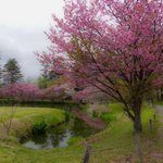 ツイートに含まれる画像