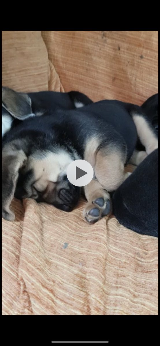 sospelinesprote's tweet photo. Balu tiene mes y medio y es cruce de labrador con caza. Busca familia y está en A Coruña https://t.co/Ezo4pSuDYB