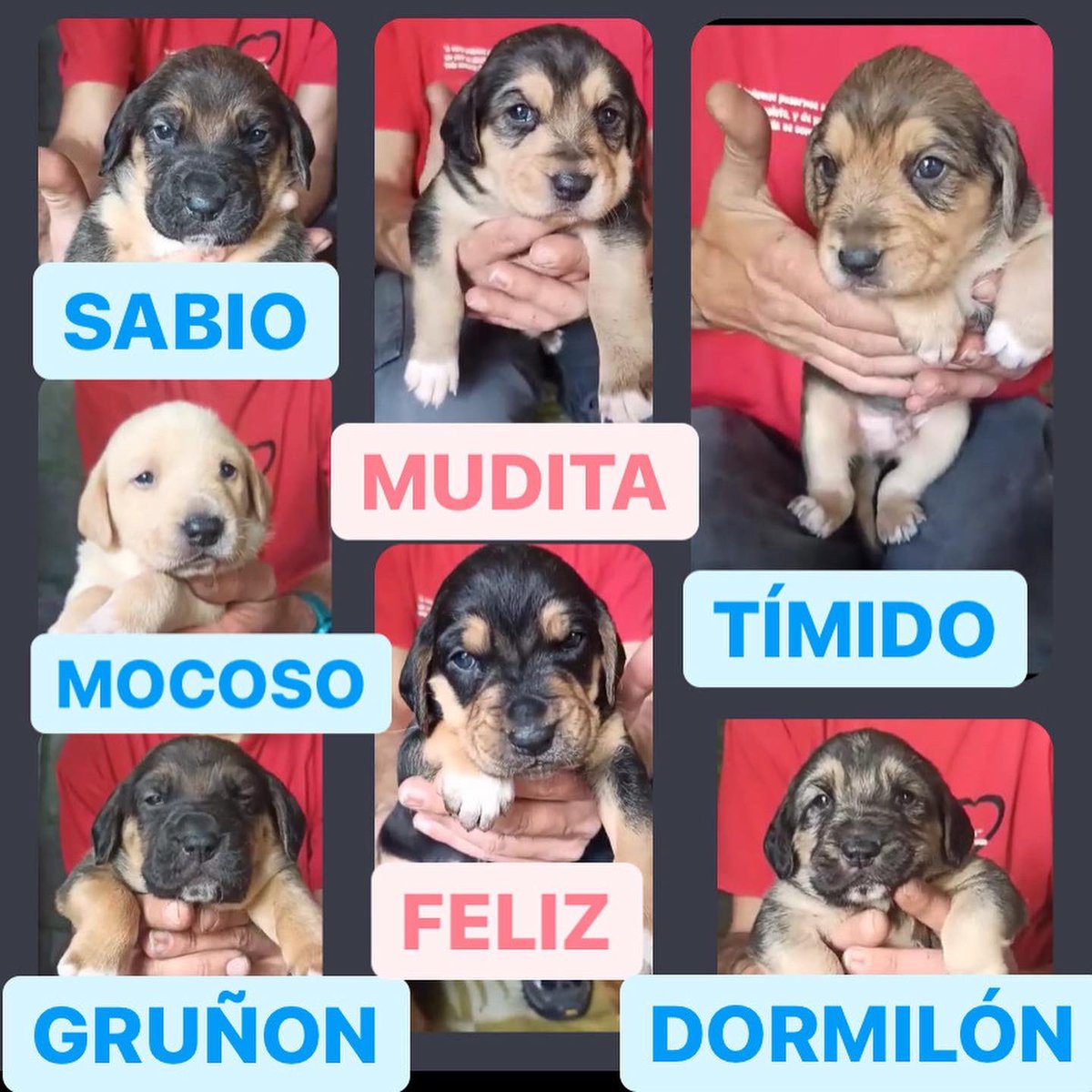 sospelinesprote's tweet photo. Los 7 enanitos y su mamá buscan familia. Están en A Coruña. Si quieres conocerlos cubre el cuestionario de nuestro perfil https://t.co/FU7AGOe2JV