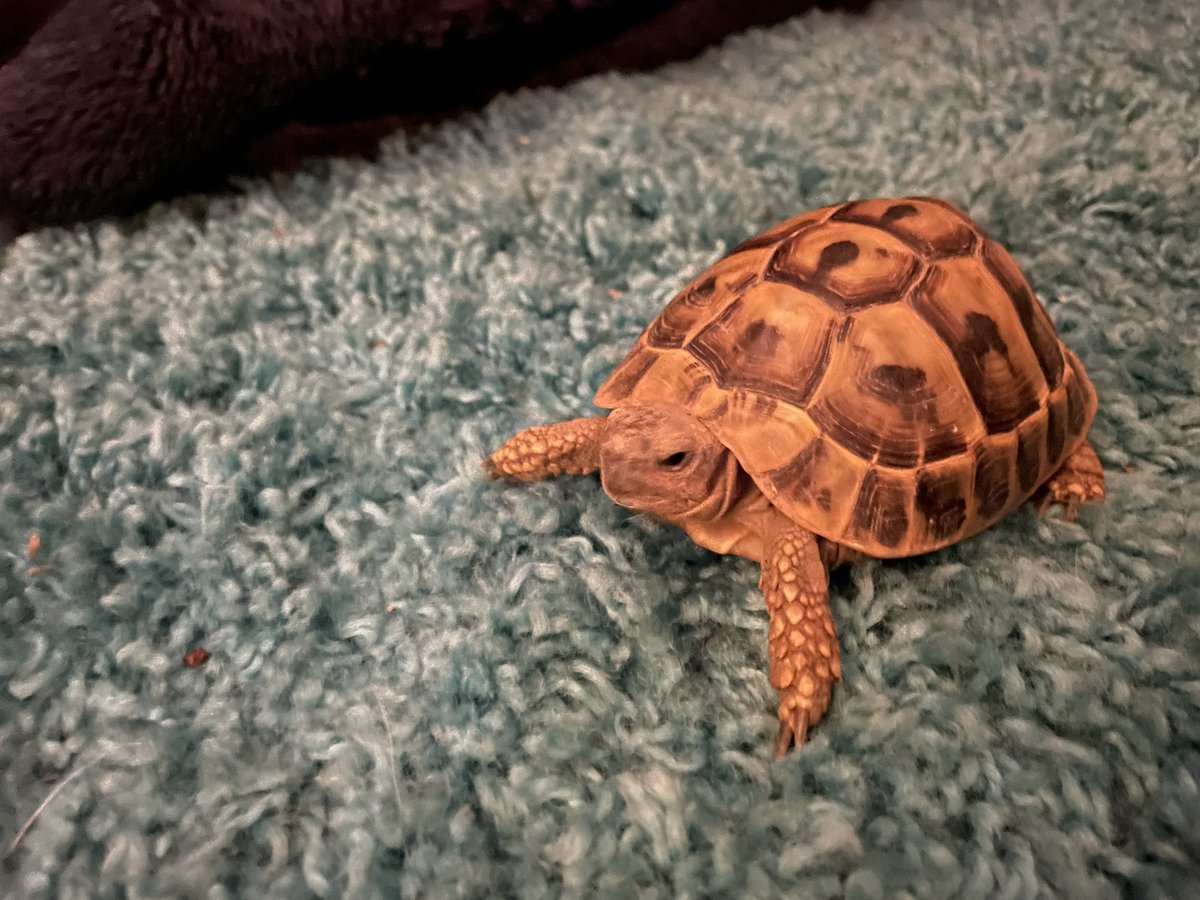 Voldetort18's tweet photo. The human let me roam the big room…… this isn’t grass tho? #Voldetort #Voldetortthehermanntortoise #hermanntortoise #tortoise https://t.co/CFzXzcXoK1