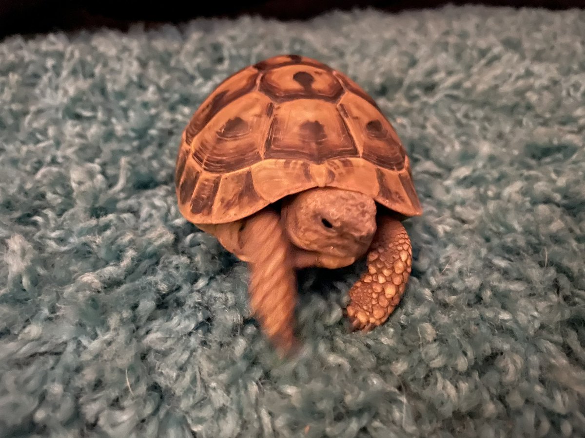 Voldetort18's tweet photo. The human let me roam the big room…… this isn’t grass tho? #Voldetort #Voldetortthehermanntortoise #hermanntortoise #tortoise https://t.co/CFzXzcXoK1