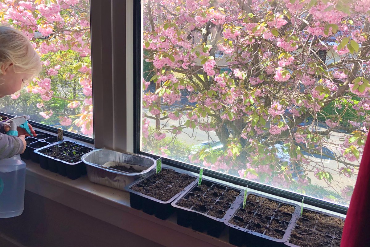 Em_taylor17's tweet photo. We have been busy the last few days sowing herbs and veg for
@CastlemilkPark #plantandshare event. Come pick up a wee plant or two @ the Community garden , 10th May, c/milk stables 10.30-12.30. #FFLGetTogether π±π https://t.co/IEhgnSv8G6