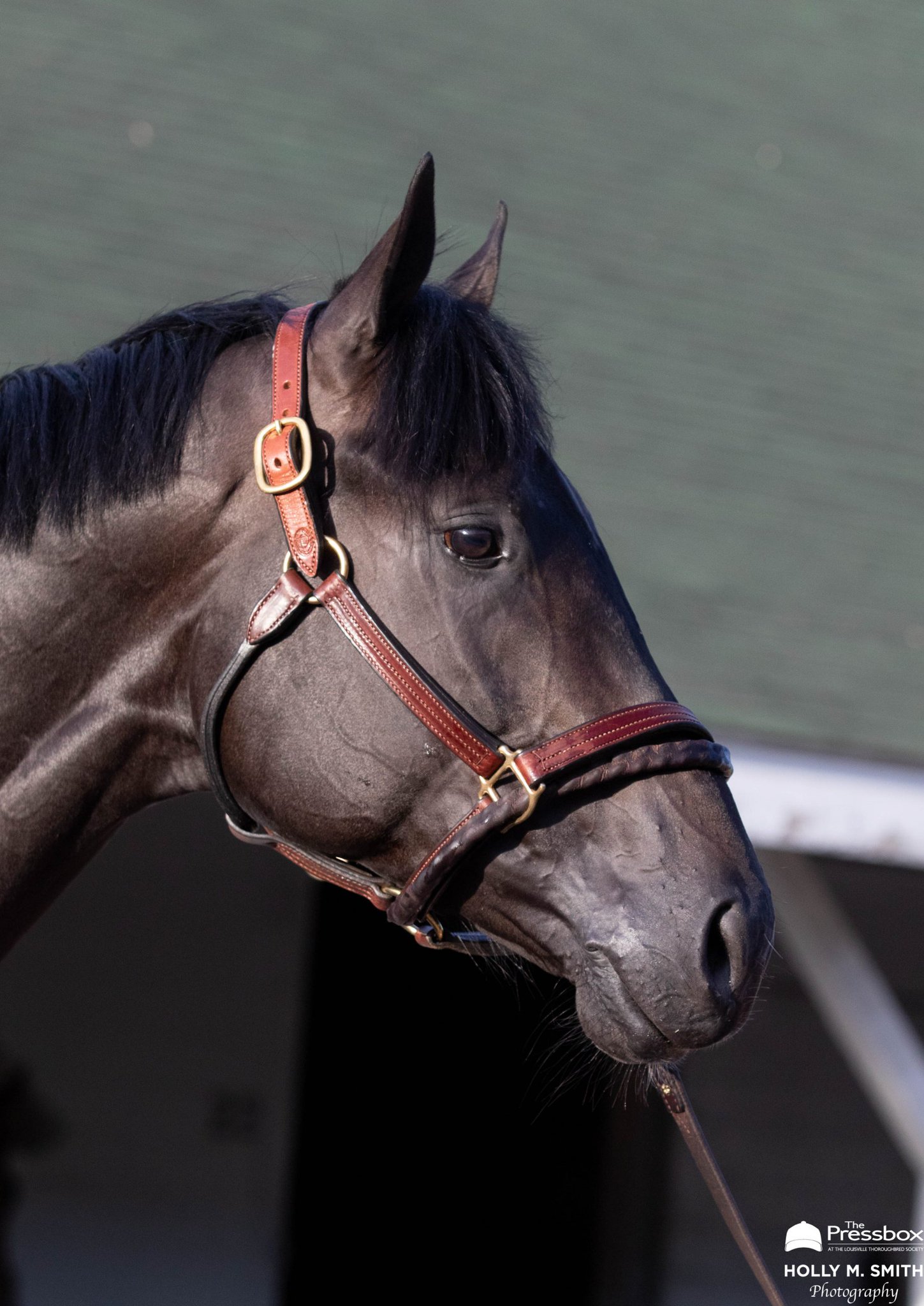 The Pressbox on Twitter "KY Derby Interviews Trainers Chad Brown & W