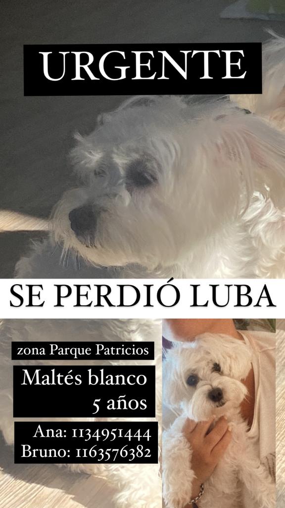 DIFUNDIR Anoche alrededor de las 22h. se perdió Luba. Maltes, blanca, 5 años. Sabemos que fue vista por última vez en Salcedo y Catamarca; luego en los Parques de Av. Caseros. Y hoy según nos dijeron en Ancaste y pepiri.POR FAVOR DIFUNDIR.
#maltes #mascotaperdida #parquepatricios