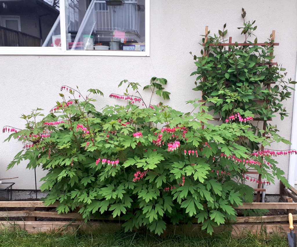 supostill's tweet photo. My bleeding hearts have exploded!

#NFTCommunity #springflowers https://t.co/Kgydf5WmHM