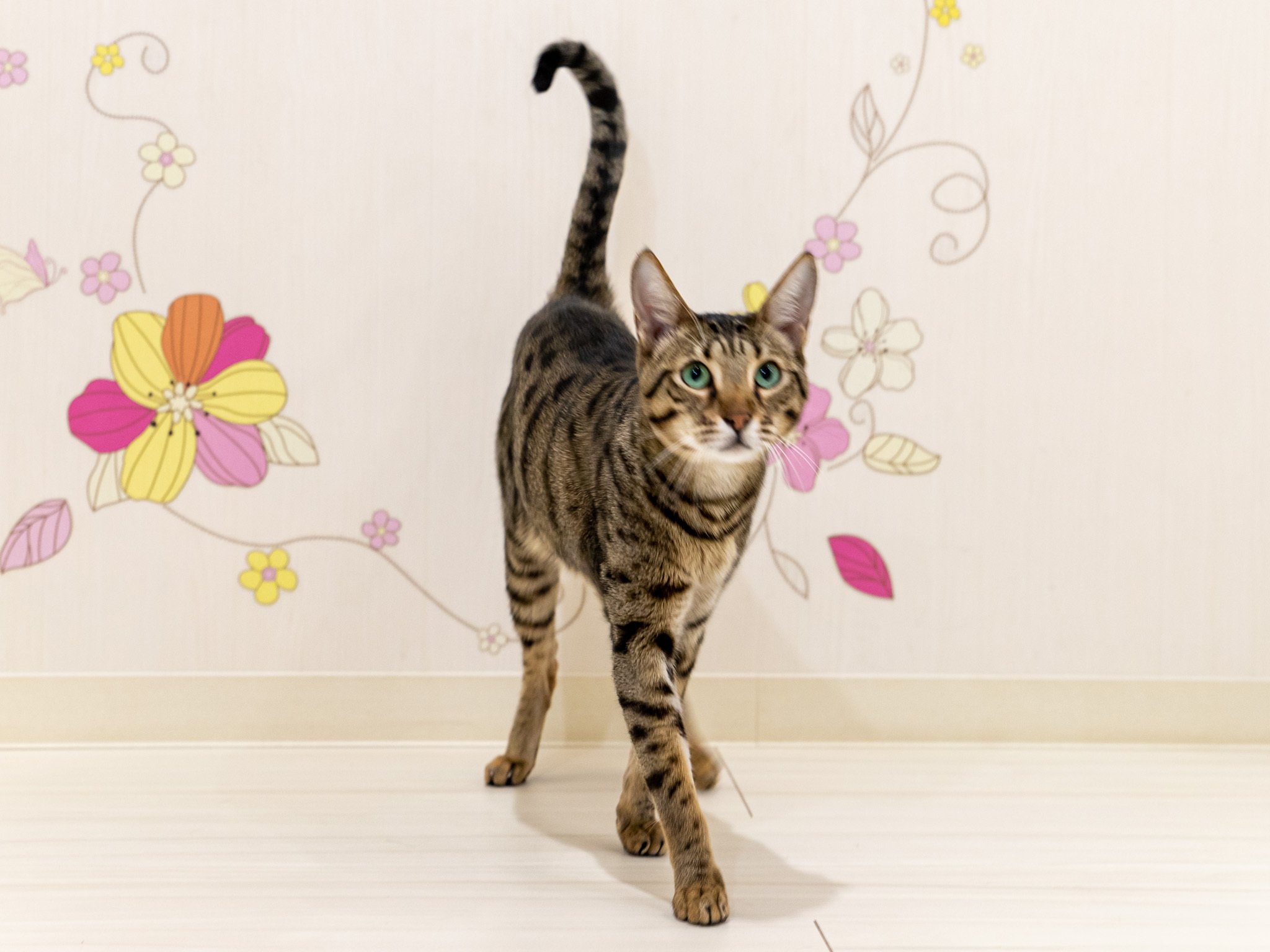 猫カフェ リプミィ Catcafelipmy Twitter