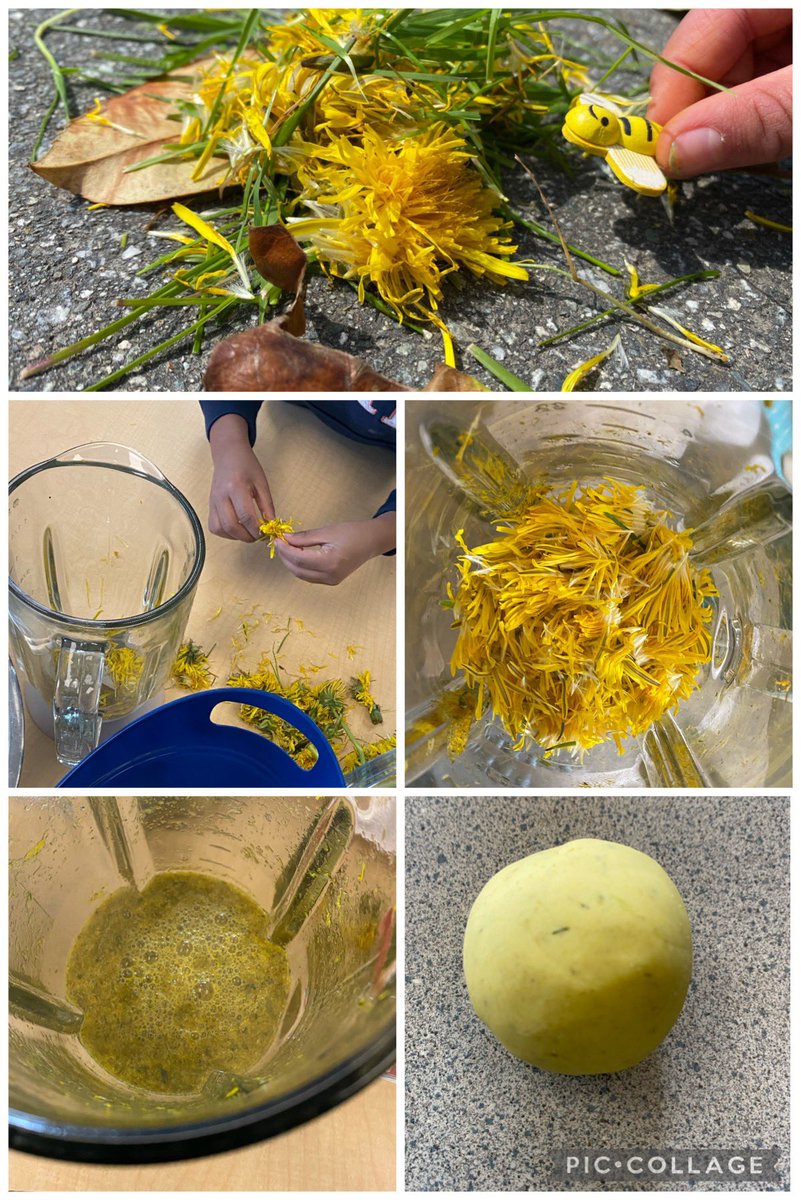 We brought some bees outside for  #storyworkshop in the dandelion field to play with some story ideas. We collected the dandelions we used in our stories to make dandelion play dough. 
I wonder what stories will be found in the play dough next week?