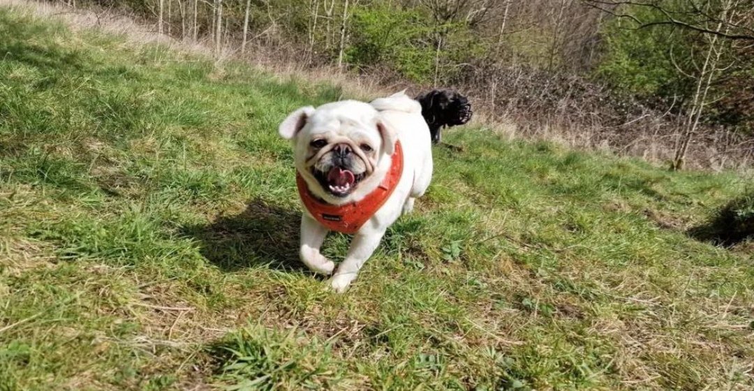 LaurathePugMom's tweet photo. Happy life❤️🥰 https://t.co/QNKQoNqwUQ