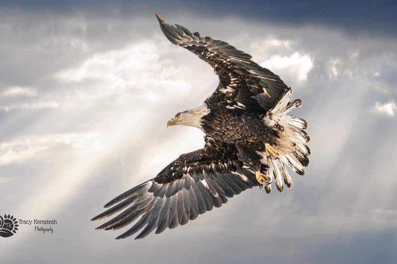 tracyportraits's tweet photo. Bald Eagle 
#eagles #baldeagle
#tracyportraits  #LandofLivingSkies #OurNature @weatherchannel #YourSask #cbcsklens #exploresask  #ThePhotoHour #sharecangeo  #prairiesnorth #ShareYourWeather #exploreSaskPrairie  #natgeoyourshot https://t.co/p7Aicmx3mI