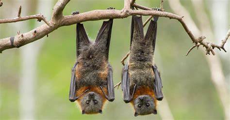 CollegeParkCA's tweet photo. Bat night happening now at Westhill Park Let’s go! https://t.co/4C9yUBKym7
